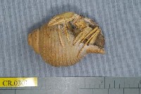 藏品(弓形寄居蟹)的圖片